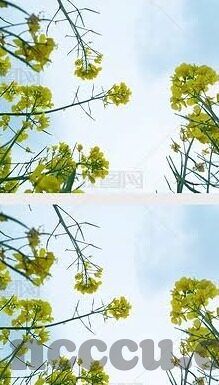 成人性视频免费-成人性视频的误区与边界
