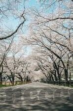 日韩AV在线播放二区-探索成人娱乐的灰色地带，日韩AV在线播放二区